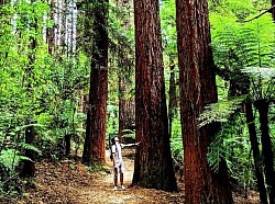 Redwoods